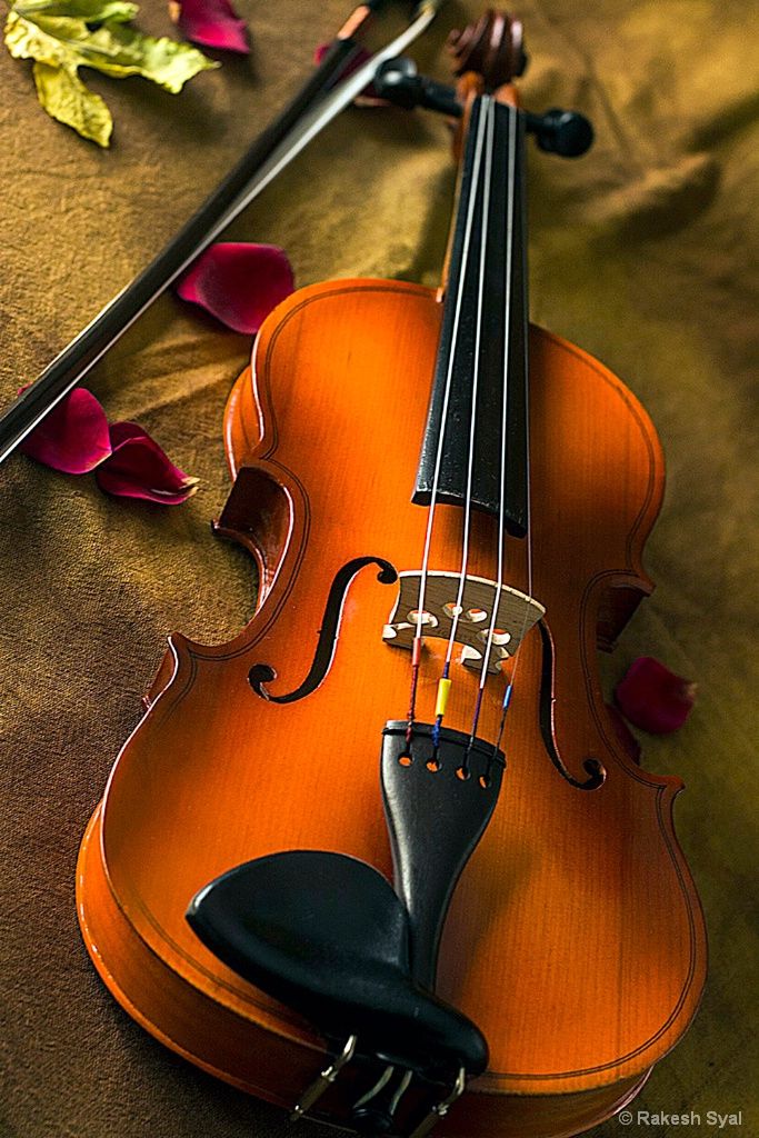 Violin